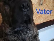 Presa Canario x Cane Corso - Möllenbeck (Landkreis Mecklenburgische Seenplatte)