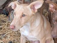 Mickey der Zarte - Langen (Hessen)