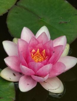 Paar gesucht für Freundschaft - Gotha