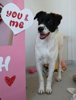 💞 Süßes Hundemädchen Belle 💞 - Eislingen (Fils)