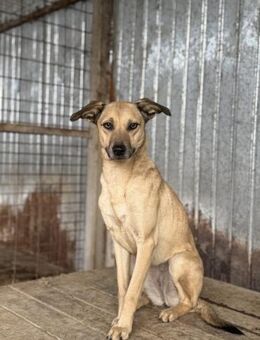 Nami brauch souveräne Menschen - Chemnitz