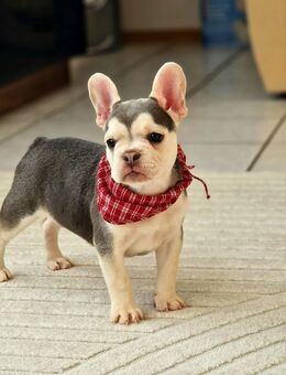 Französische Bulldoggenwelpen in liebevolle Hände abzugeben - Espelkamp