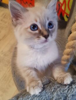 Siam- heilige Birma Baby- Katzen - Nastätten