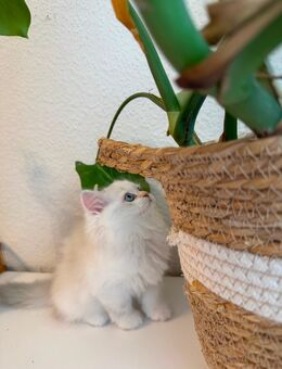 Perser/ BLH Kitten - Essen