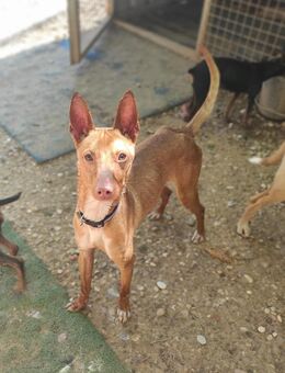 Mango; knapp dem Tod entkommen - Geilenkirchen