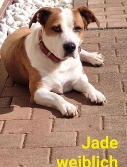 Jade ❤️❤️ - Burgsinn