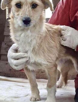 Frida - verschmust & freundlich - Koblenz