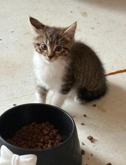 Maine Coon Mix Mädchen - Siegbach