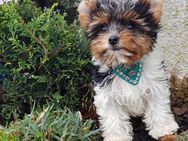 Yorkshire Terrier Biewer Rüde aus Champion Verpaarung & Körzucht mit Stammbaum - Stolberg (Rheinland, Kupferstadt)