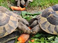 Süße Schildkröten - griechische Landschildkröte 2023 mit Cites Papieren - Weiden (Oberpfalz) Zentrum