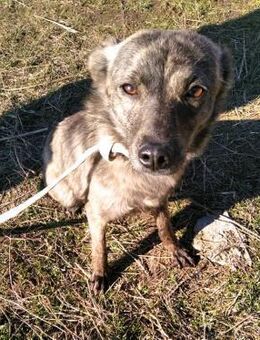 Lilly zierlich und hübsch gestromt - Overath
