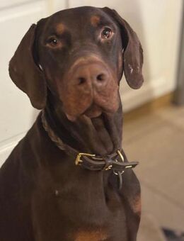 Jazz, wünscht sich seine Familie - Unterföhring