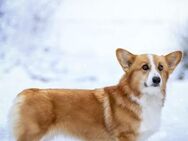 KSYUSHA- Corgi sucht Liebhaber - Mainhardt