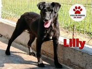 zierliche kleine Lilly sucht ein Zuhause - Margetshöchheim