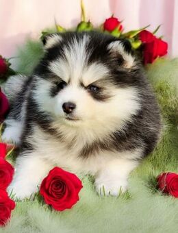 Pomsky F3 Micro & Toy Puppengesicht Bärchentyp Pomeranian Minihusky - Espelkamp