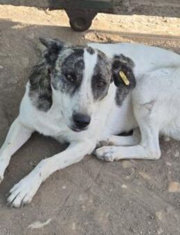 Hündin 117746 sucht ihr Zuhause - Köln