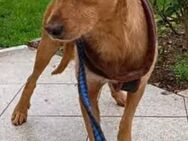 Chico ist auf einem Auge blind - Donaueschingen