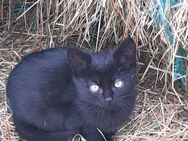 Junge Katzen, Kitten, Baby Katzen - Hardt (Baden-Württemberg)