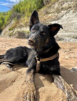 Jago 💝 - Sindelfingen