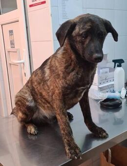 Cristi, netter Welpe sucht Familie - Unterföhring