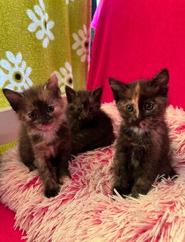 4Katzenbabys 🍀 7 Wochen jung - Leipzig Zentrum