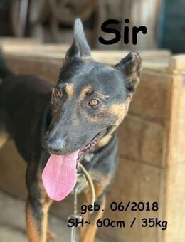 Sir - unser Geist - Rinteln