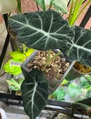 Alocasia Black Velvet variegata Pflanze in 99628