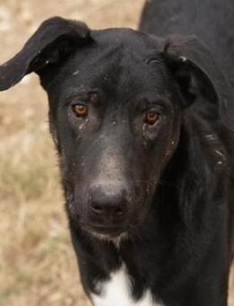 Jeppe, geb. ca. 12/2022, GRIECHENLAND - Euskirchen