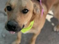 Traumhund Pim sucht ein Körbchen ❤️ - Großefehn