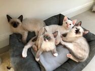 Siam Katzenbabys Siamkitten - Meerbusch
