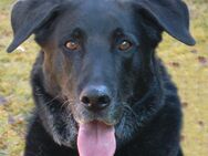 Baldur - Labrador-Schäfer-Mix - 8 Jahre - Tierhilfe Franken e.V. - Lauf (Pegnitz) Zentrum