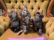 Maine Coon Kitten zur Abgabe bereit - Wetterzeube