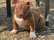 Wunderschöne American Bully Welpen zu Verkaufen!! - Kirchheim (Neckar)