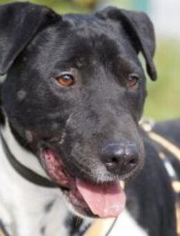 Ikem ein sportlicher Familienhund - Lübeck