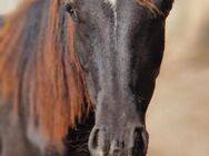 Ponyhengst zu verkaufen - Lossatal