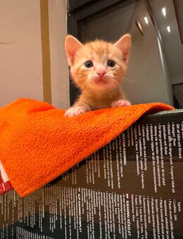 Lucien - Kater, Kitten abzugeben - Höchst (Odenwald)