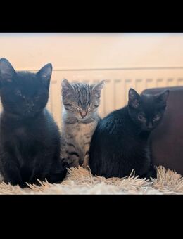 Bombay Mix Katzen abzugeben. - Birkenfeld (Rheinland-Pfalz)