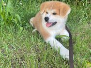 Akita Welpe - Aalen