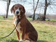 Balou unser Herzenshund... - Hagen (Stadt der FernUniversität)