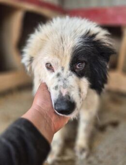 Freundl. PRINZ sucht liebes Zuhause - Neuberg