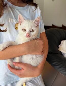 Katze Baby Kitte männlich weiß BKH - Huy
