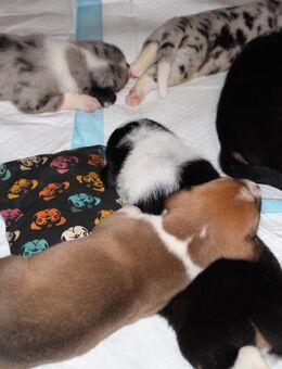 Bunte Bordeauxdoggen Mixe suchen zuhause - Solingen (Klingenstadt)