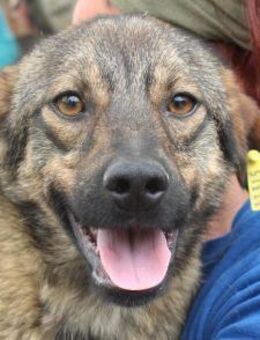 MATS-hübscher, netter Rüde, 44 cm - Rösrath