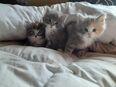 Norwegische Waldkatze mit Stammbaum in 08468
