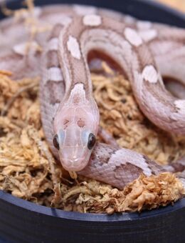 1,0 Cinder Bloodred Pied Kornnatter 2024 - Lüneburg