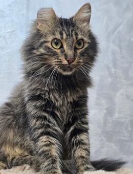 BARBIE-Girl auf Suche nach einem Zuhause - Sulzbach-Laufen