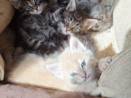 Kleine Maine Coon Schätze warten auf dich - Hamburg Wandsbek