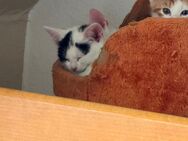 3 kitten suchen ein Für-Immer-Zuhause - Bornheim Zentrum