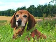 ❣️Hundeomi TOBI wartet in 24963 Tarp❣️ - Hamburg