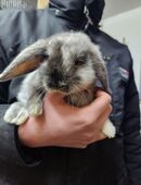 Zwergwidderbabybock in 03205